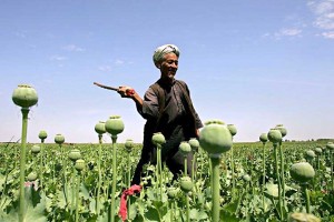 Opium Production in Afghanistan